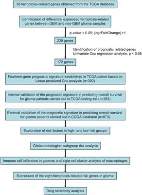 Impact of ferroptosis-related risk genes on macrophage M1/M2 polarization and prognosis in glioblastoma